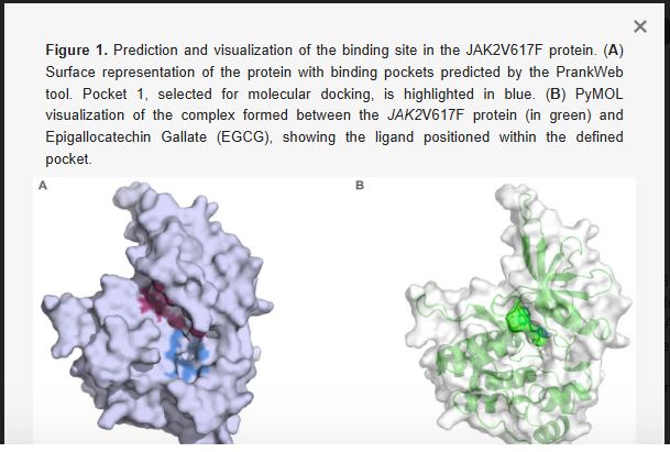 “Epigallocatechin Gallate: แนวทางการรักษาแบบมุ่งเป้าต่อการกลายพันธุ์ JAK2V617F – มุมมองใหม่ในการดูแลผู้ป่วยโรค MPN และมะเร็งเม็ดเลือดขาวเฉียบพลัน AML”